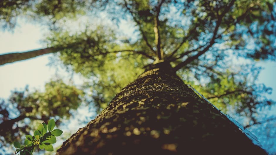 4 pasos para crear un árbol genealógico perfecto